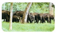 Annamalai Wildlife sanctuary